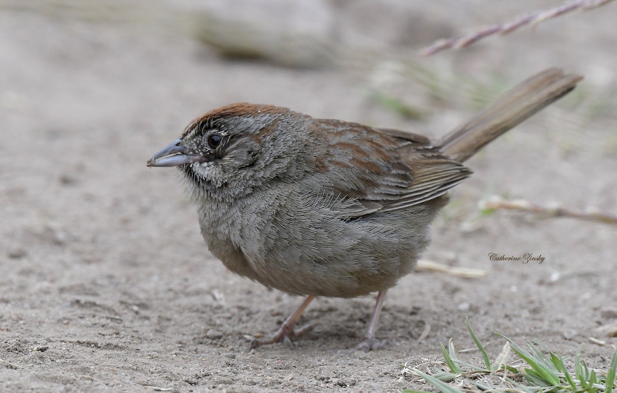 Rufous-crowned Sparrow - Catherine Zinsky