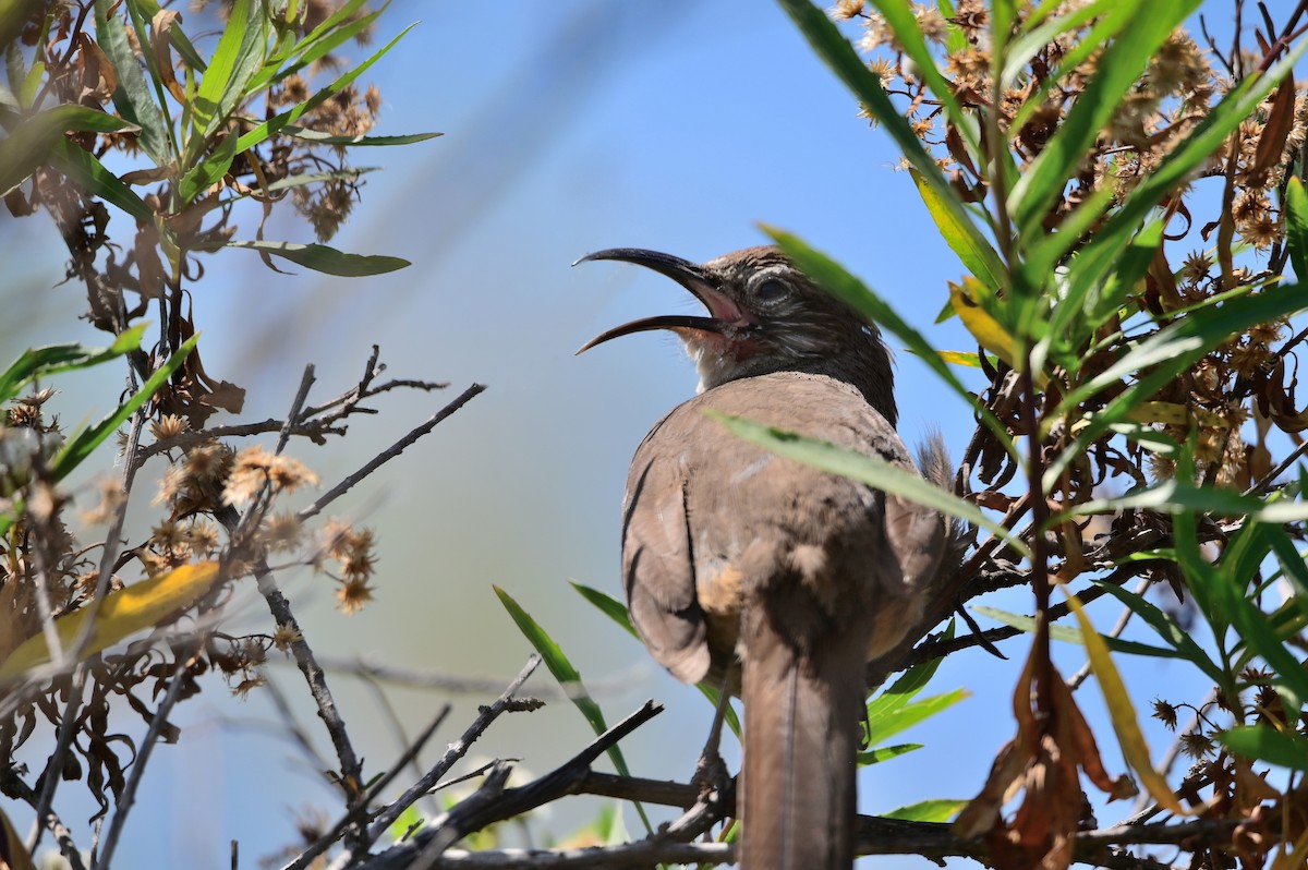 California Thrasher - Scott Jack