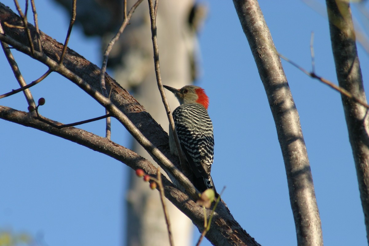 Red-bellied Woodpecker - Sylvie Vanier🦩