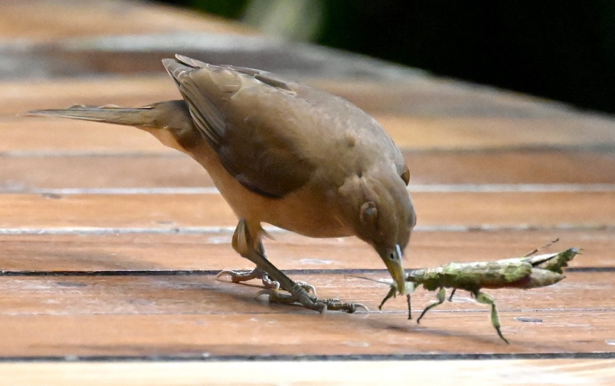 Clay-colored Thrush - Nancy Blaze