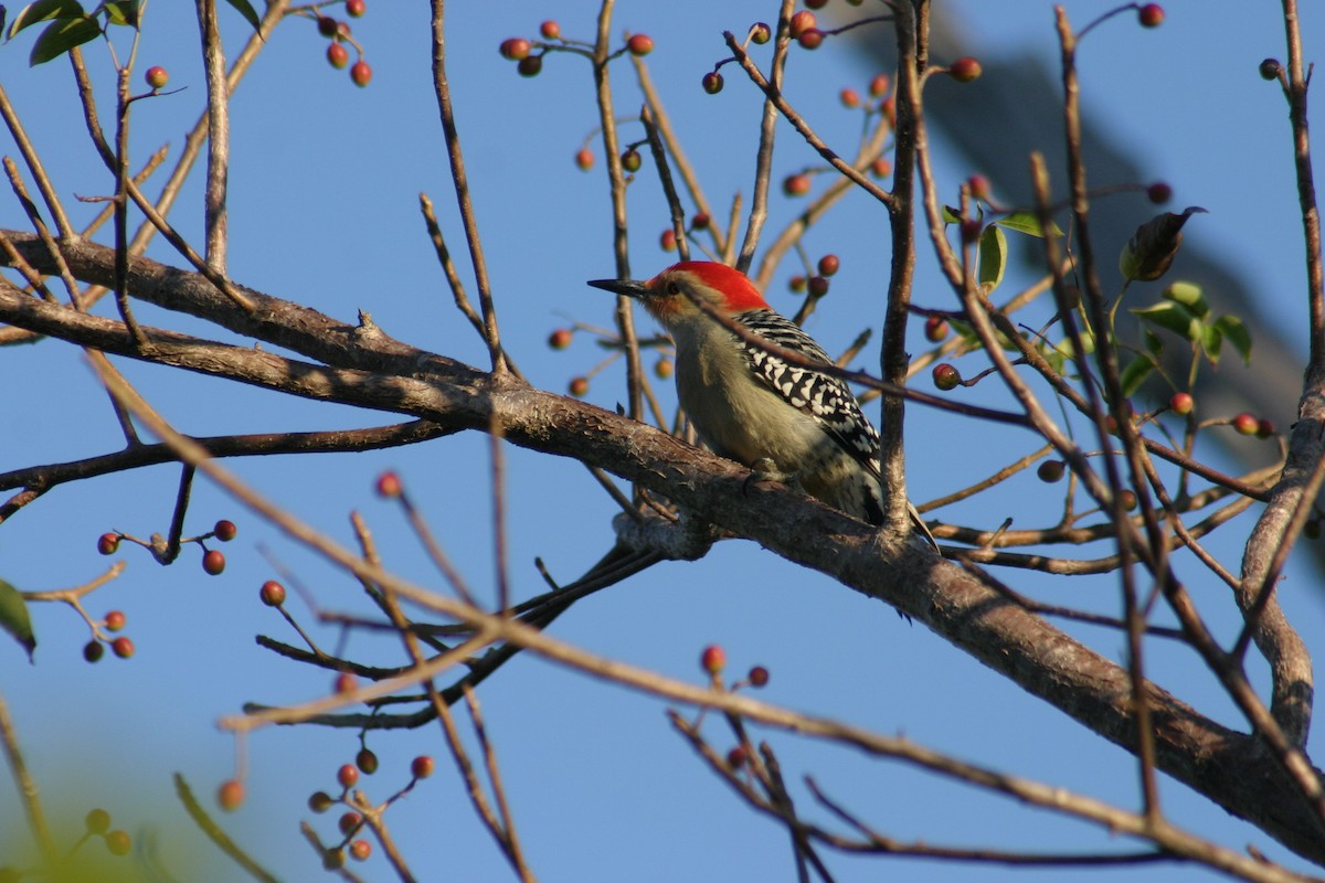 Red-bellied Woodpecker - Sylvie Vanier🦩