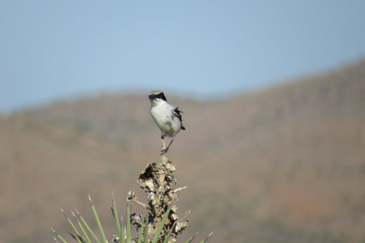 Loggerhead Shrike - Steve Mesick