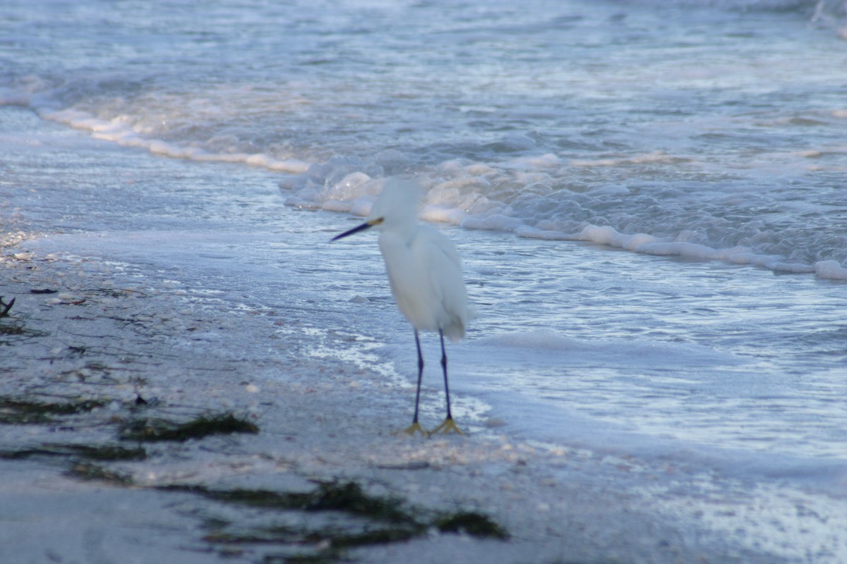 Snowy Egret - Sylvie Vanier🦩