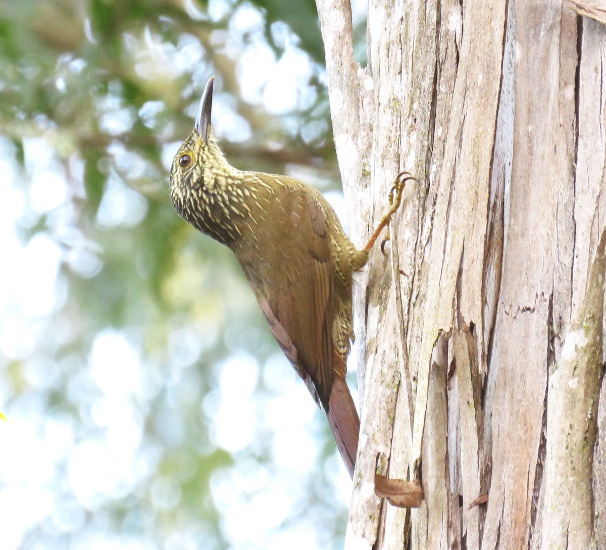 Planalto Woodcreeper - Letícia Matheus Baccarin