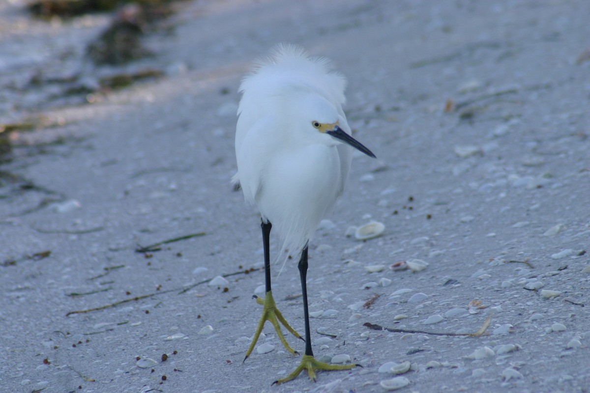 Snowy Egret - Sylvie Vanier🦩