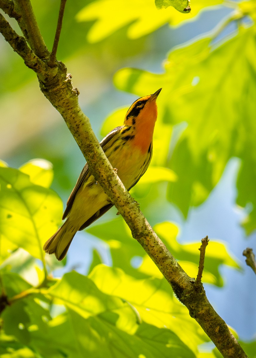 Blackburnian Warbler - Chris Thomas