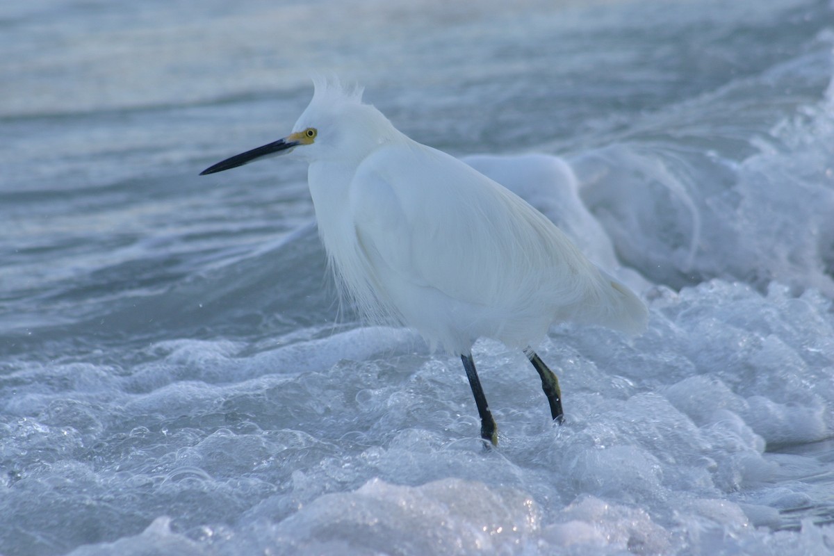 Snowy Egret - Sylvie Vanier🦩