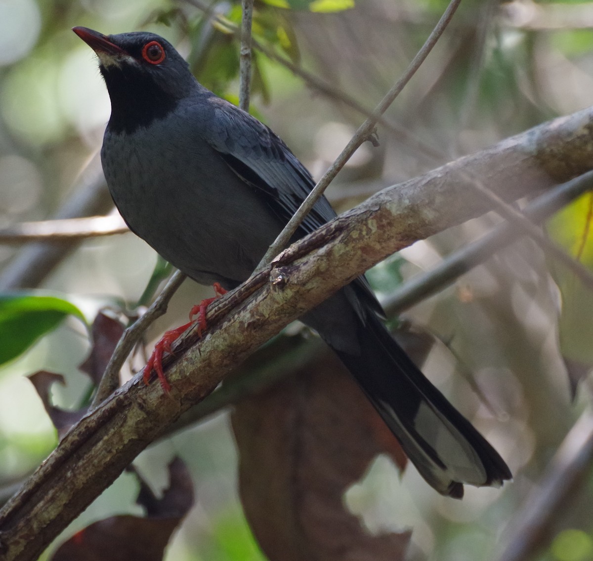 Red-legged Thrush - ML619537911