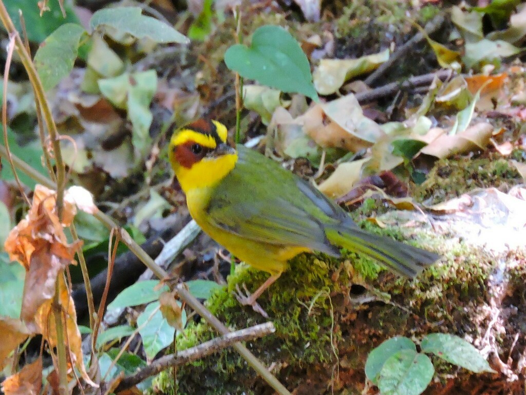 Bell's Vireo - Francisco J. Muñoz Nolasco