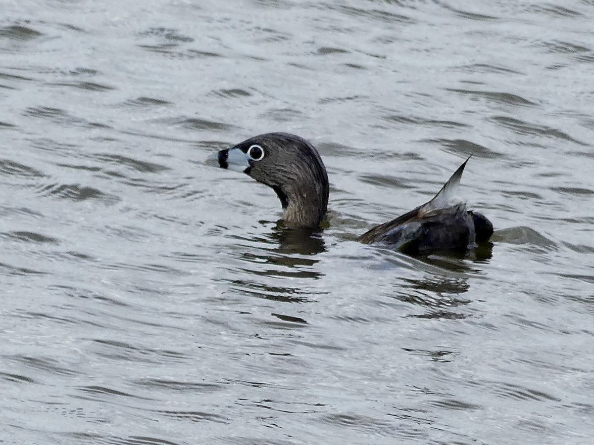 Pied-billed Grebe - Carole McDonald