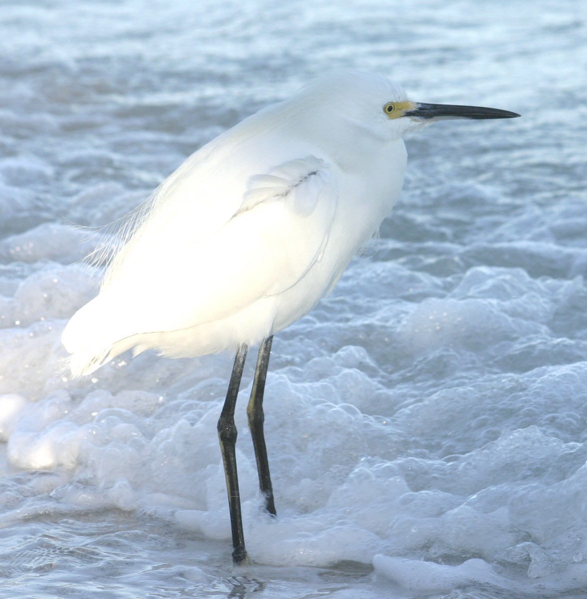 Snowy Egret - Sylvie Vanier🦩