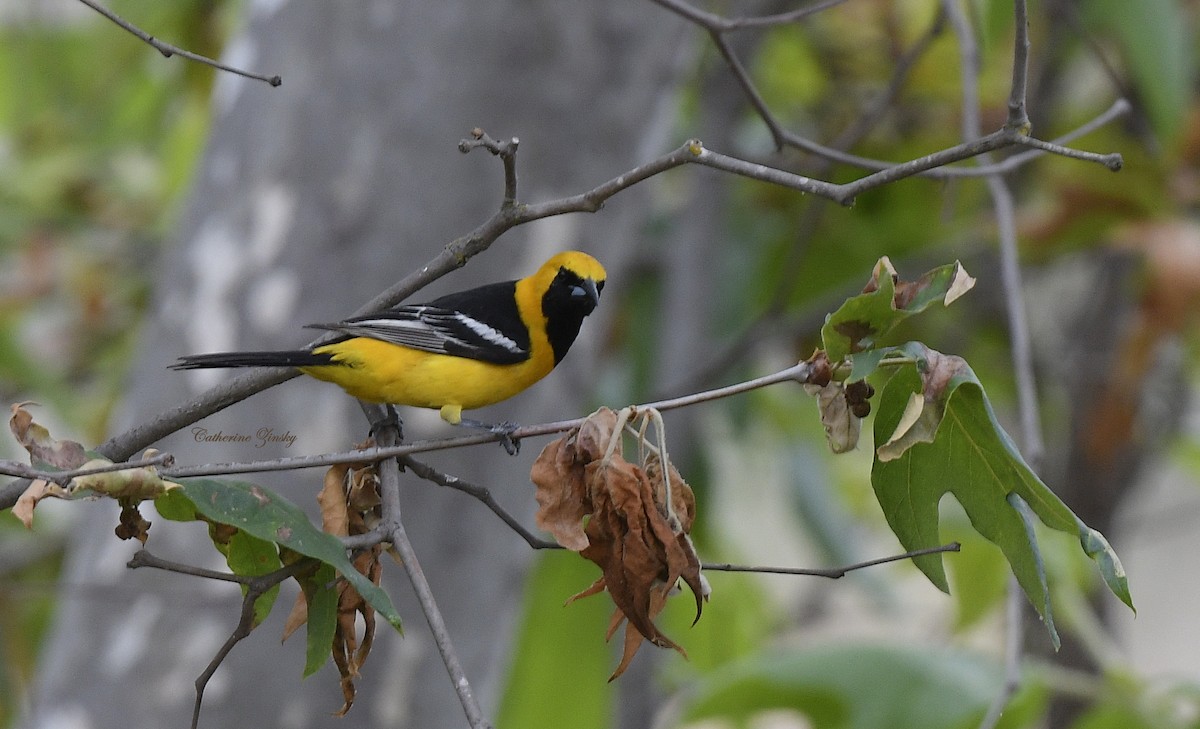 Hooded Oriole - Catherine Zinsky