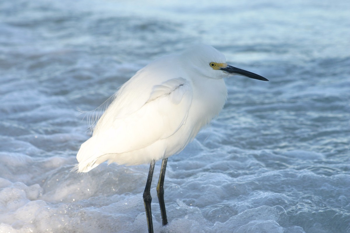 Snowy Egret - Sylvie Vanier🦩