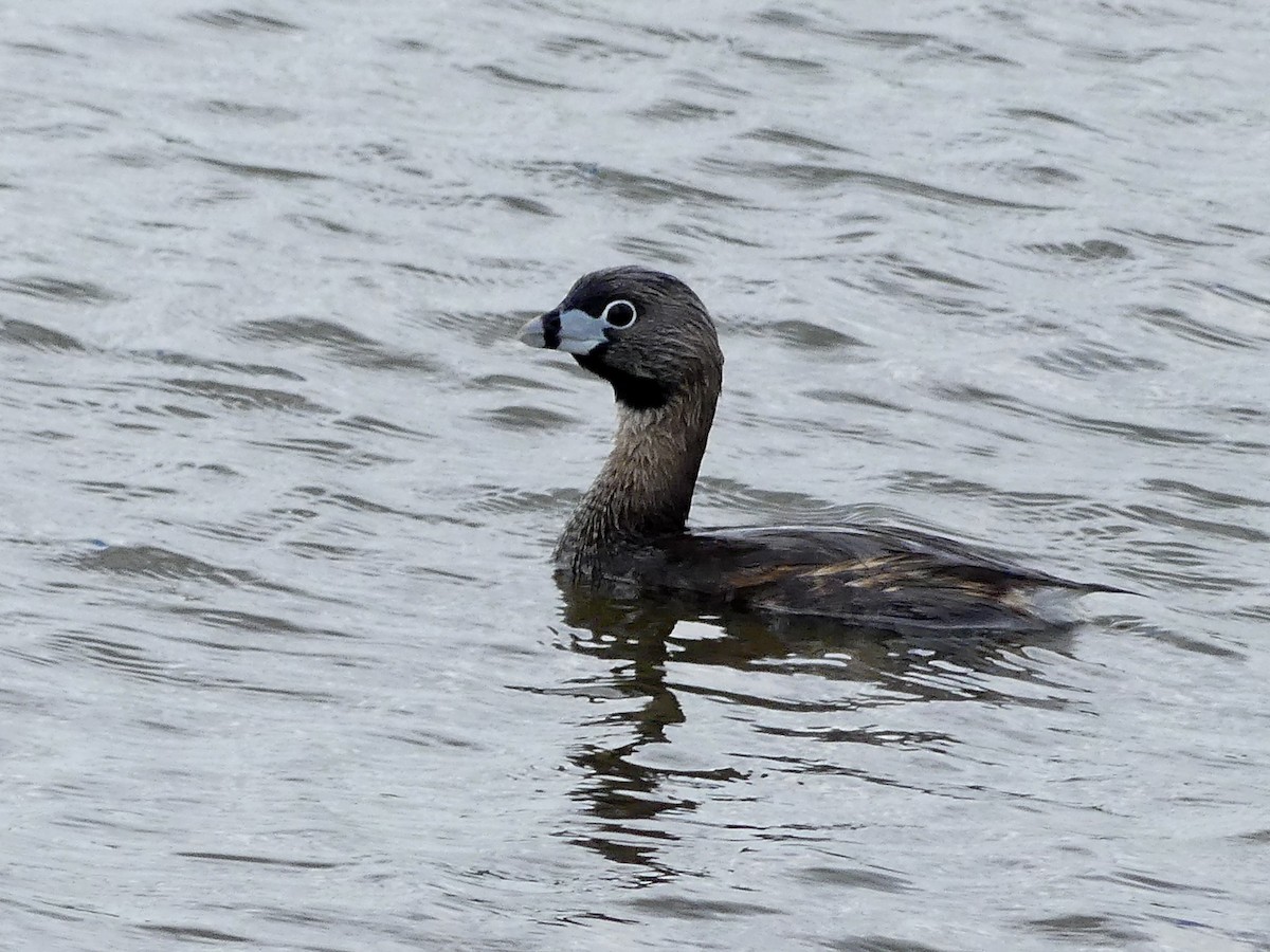 Pied-billed Grebe - Carole McDonald