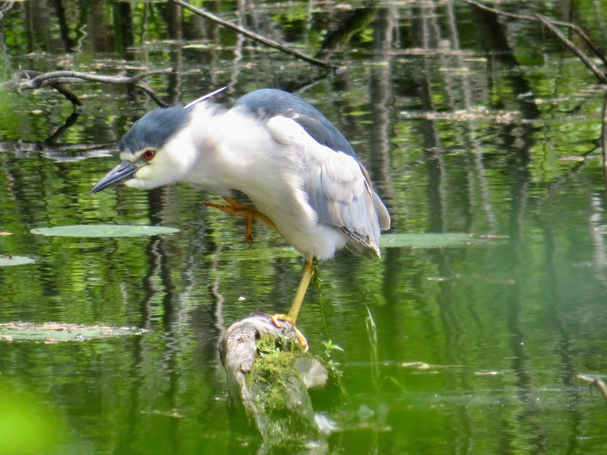 Black-crowned Night Heron - Christine Cote