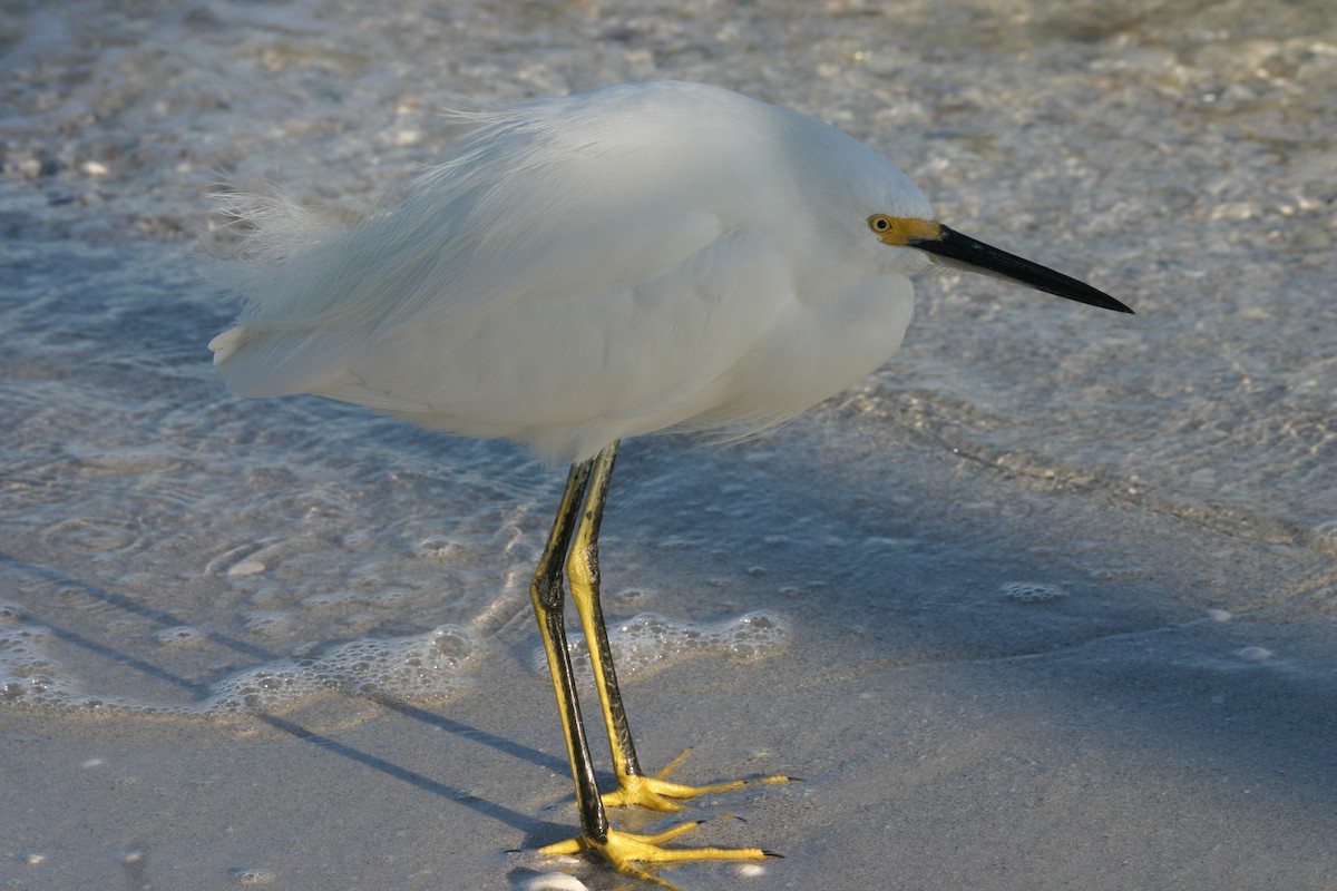 Snowy Egret - Sylvie Vanier🦩