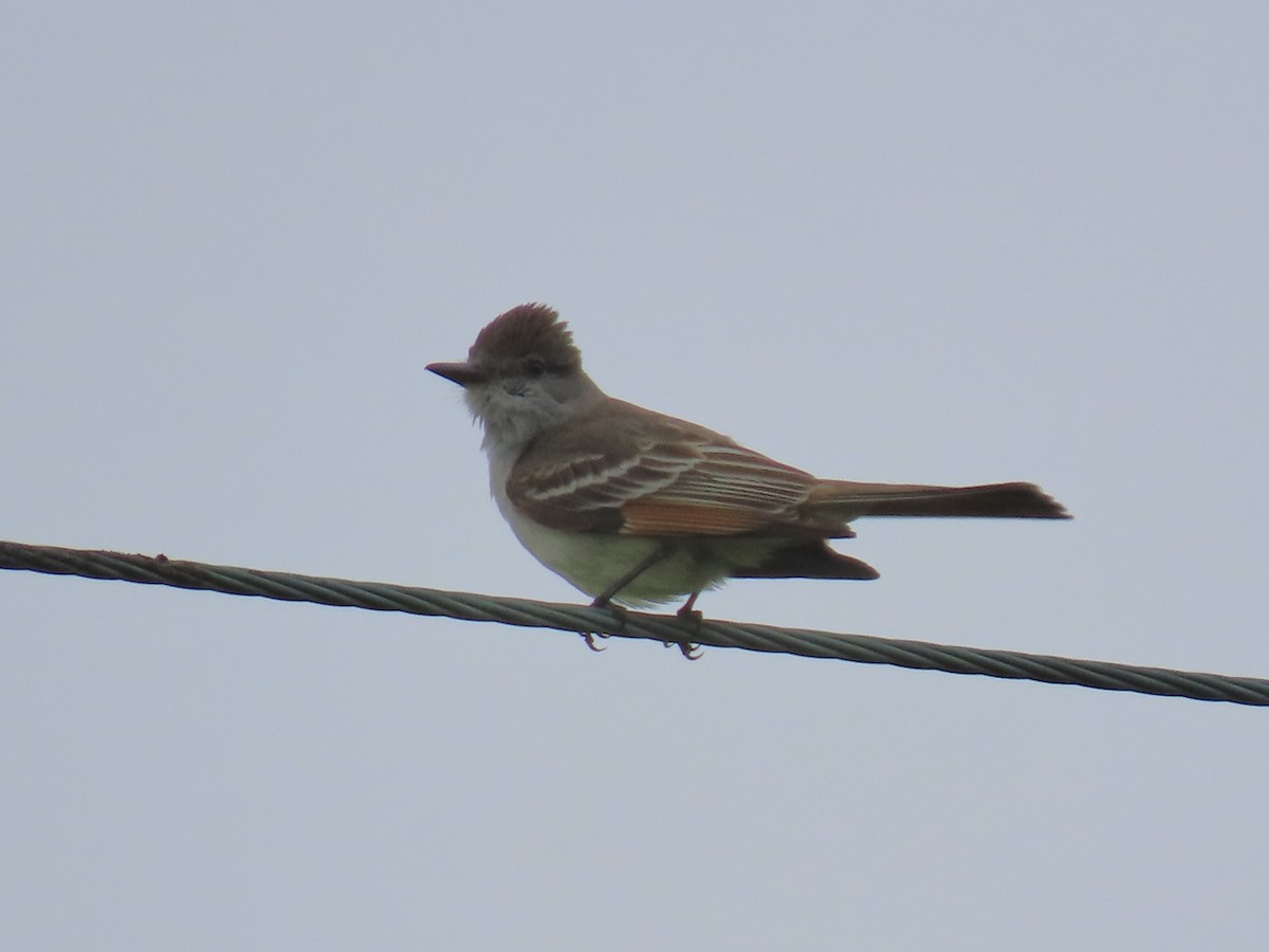 Ash-throated Flycatcher - Alane Gray