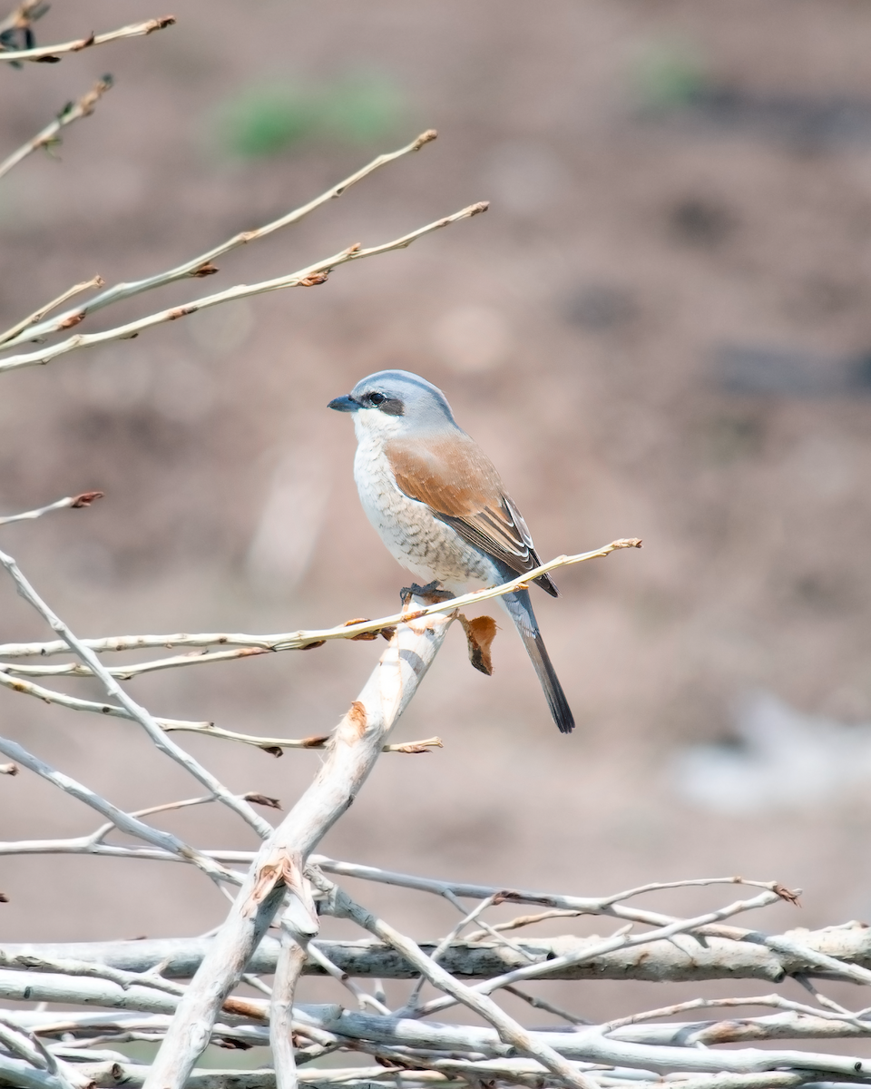 Red-backed Shrike - Alireza Dindar