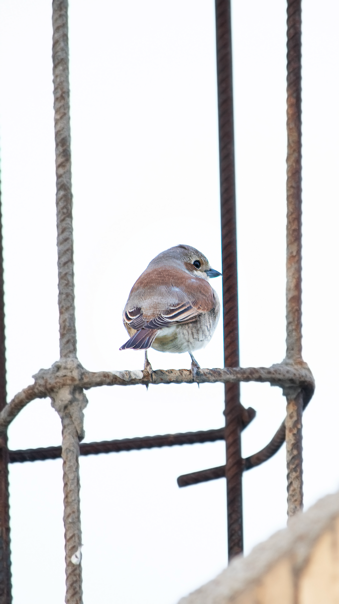 Red-backed Shrike - Alireza Dindar