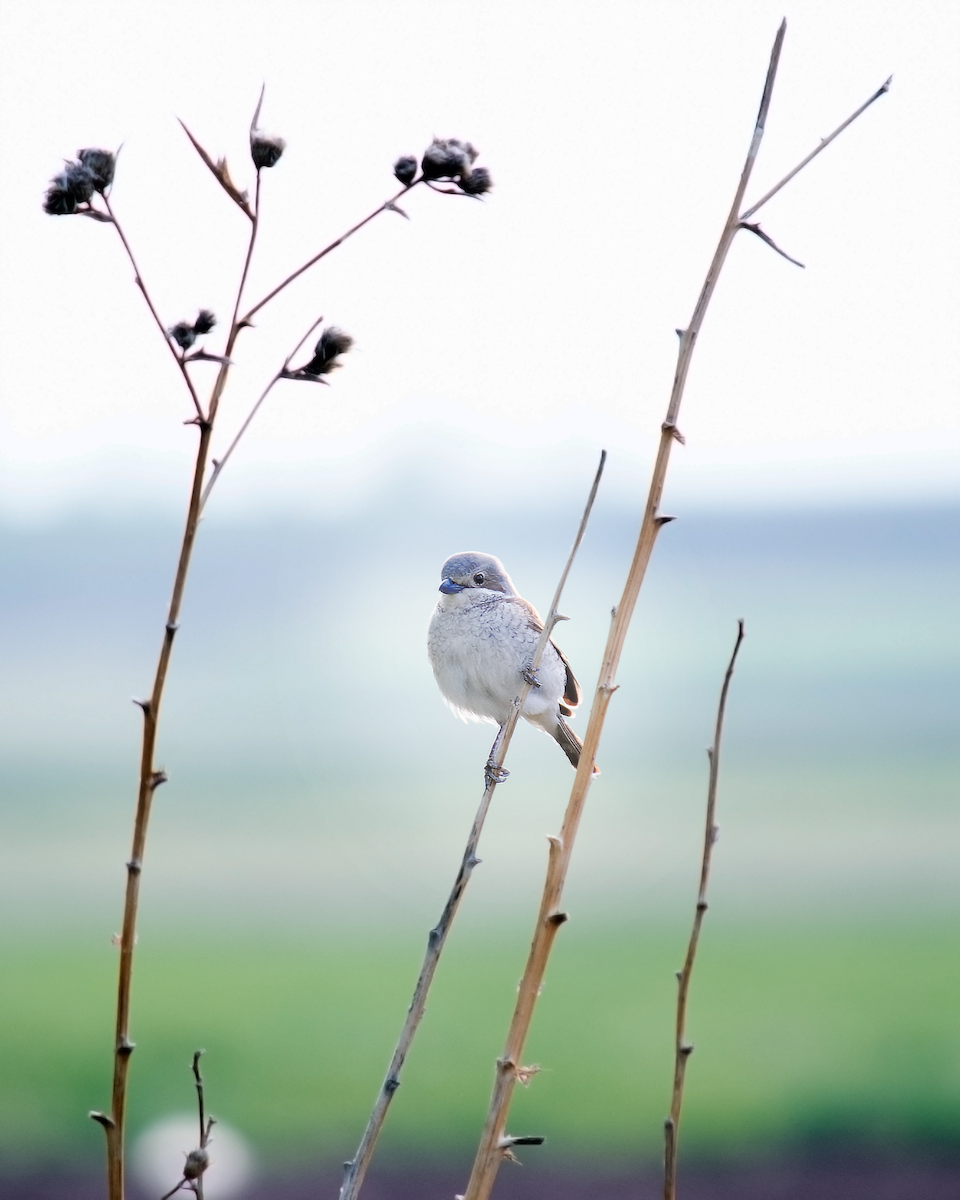 Red-backed Shrike - Alireza Dindar