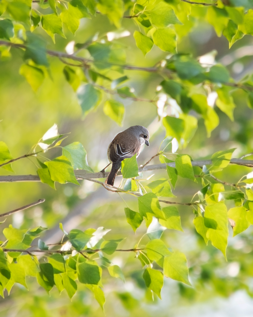 Red-backed Shrike - Alireza Dindar