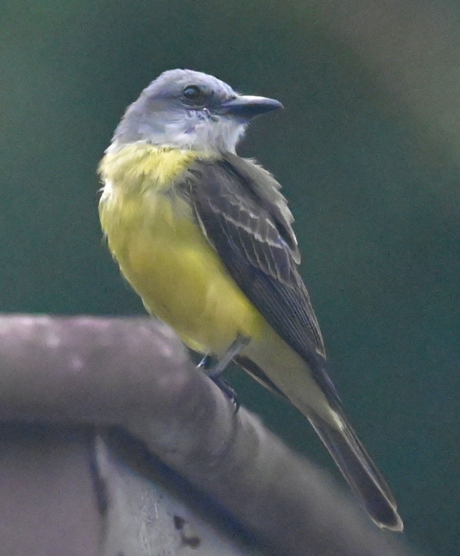 Tropical Kingbird - ML619537940