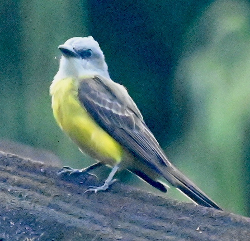 Tropical Kingbird - ML619537944