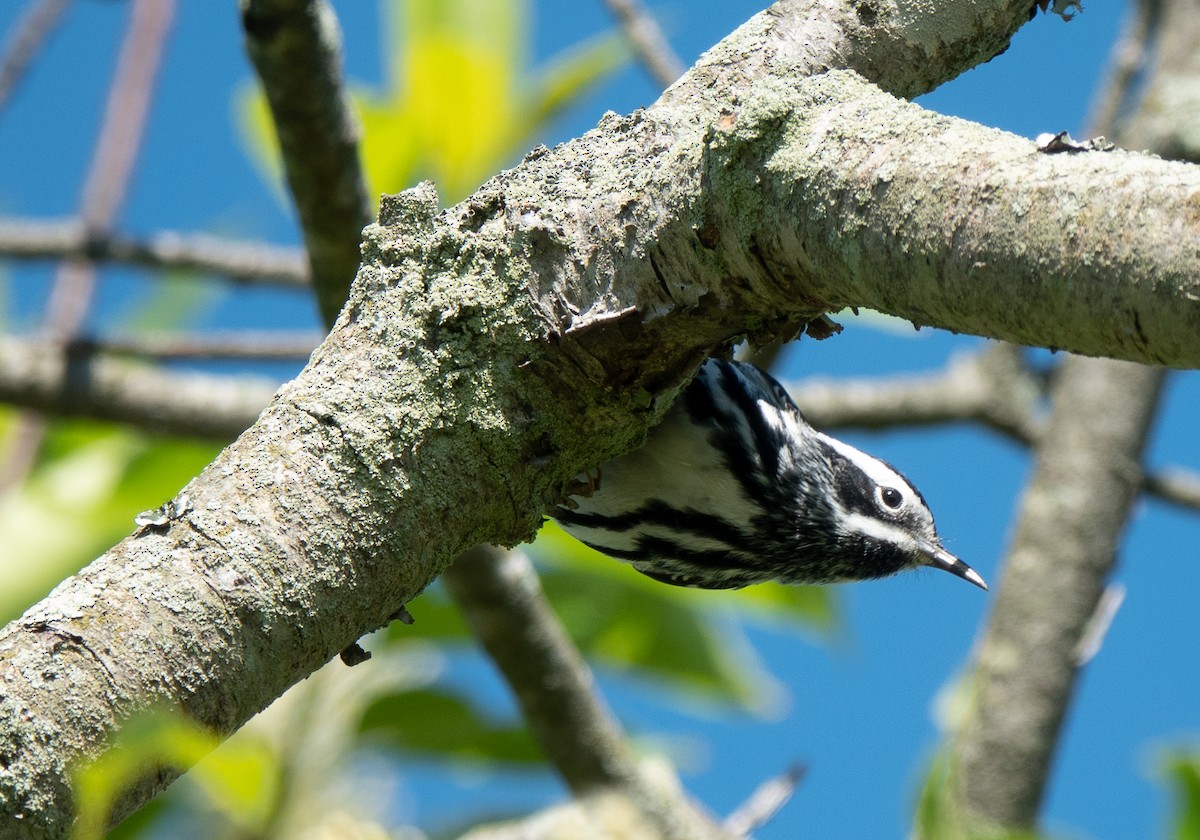 Black-and-white Warbler - Lynn    <')))< Salmon