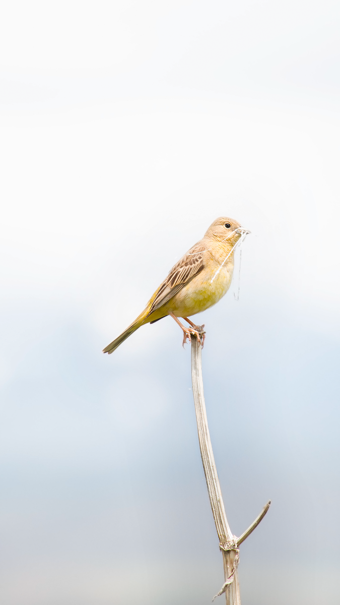 Black-headed Bunting - Alireza Dindar