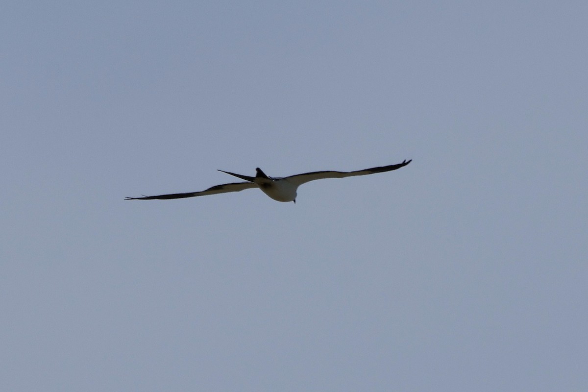 Swallow-tailed Kite - ML619537953