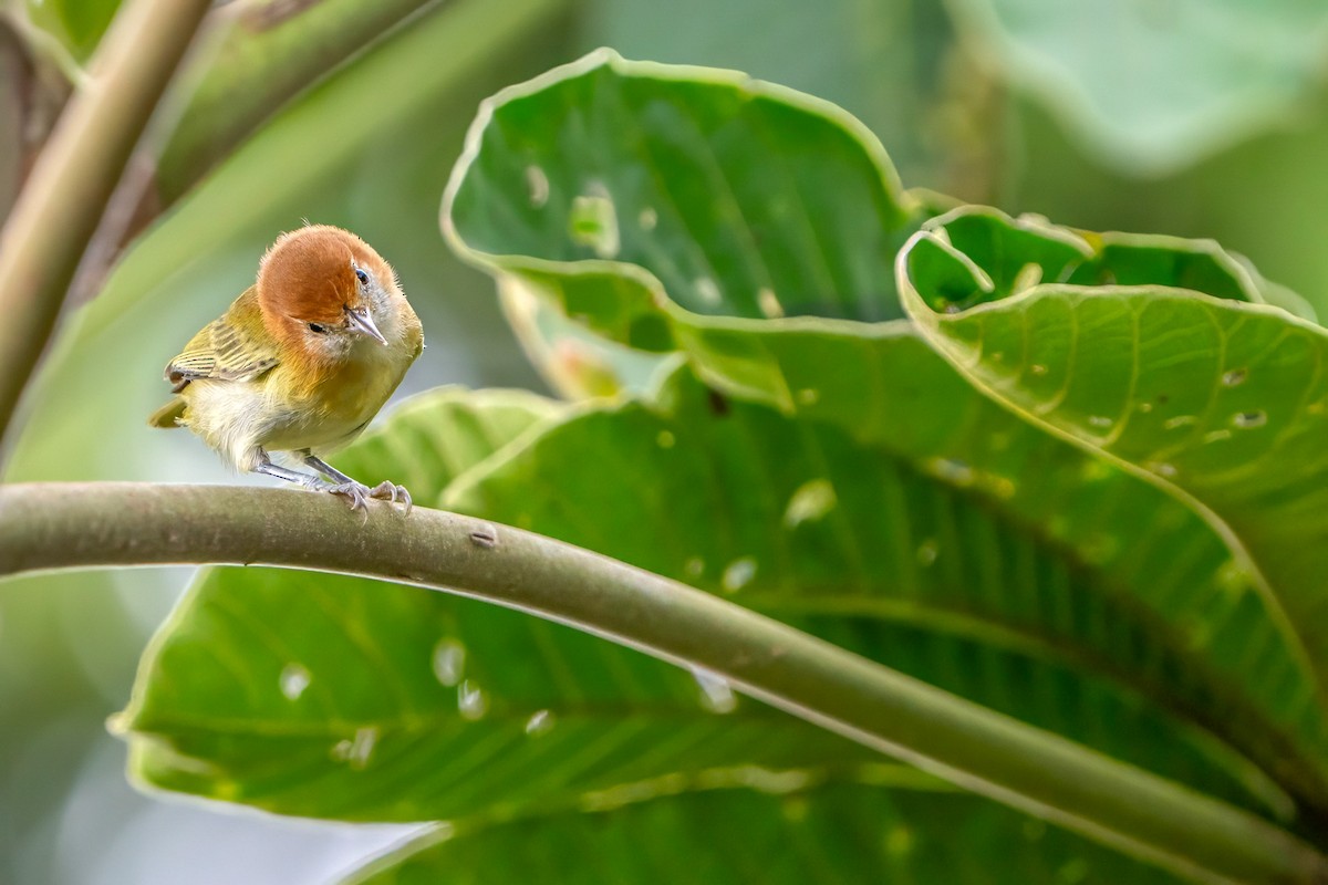 Rufous-naped Greenlet - Ashley Pichon