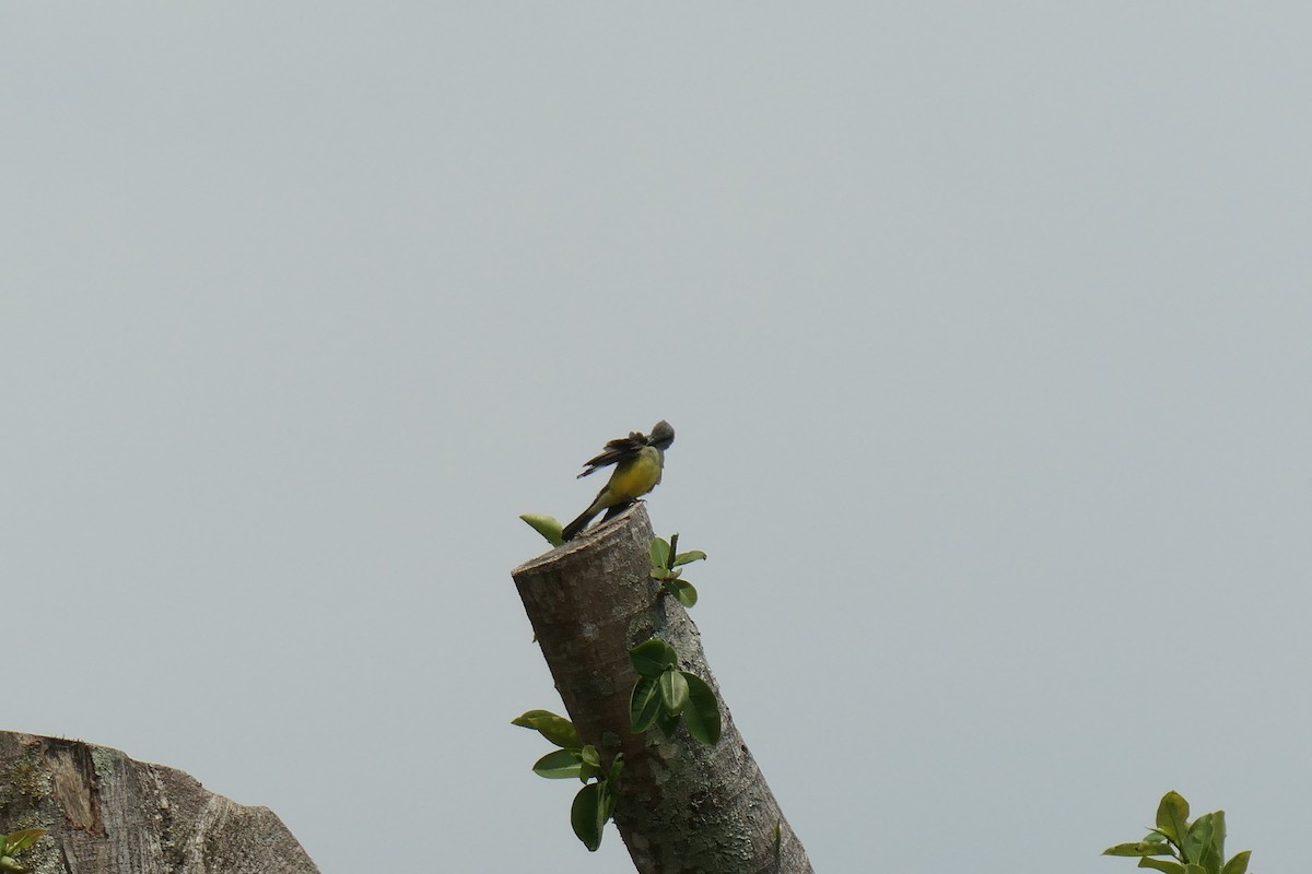 Tropical Kingbird - Jason Griffin-Mauff