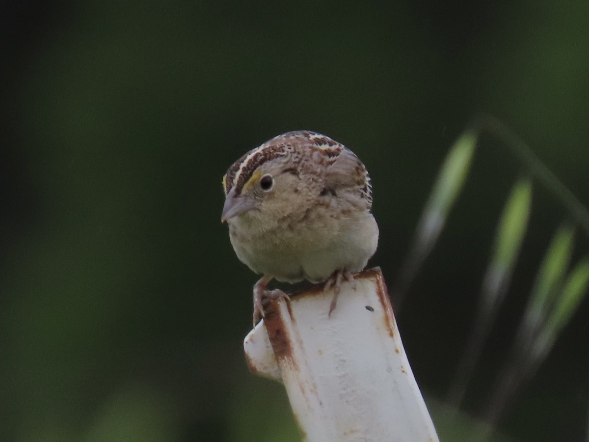 Grasshopper Sparrow - Alane Gray