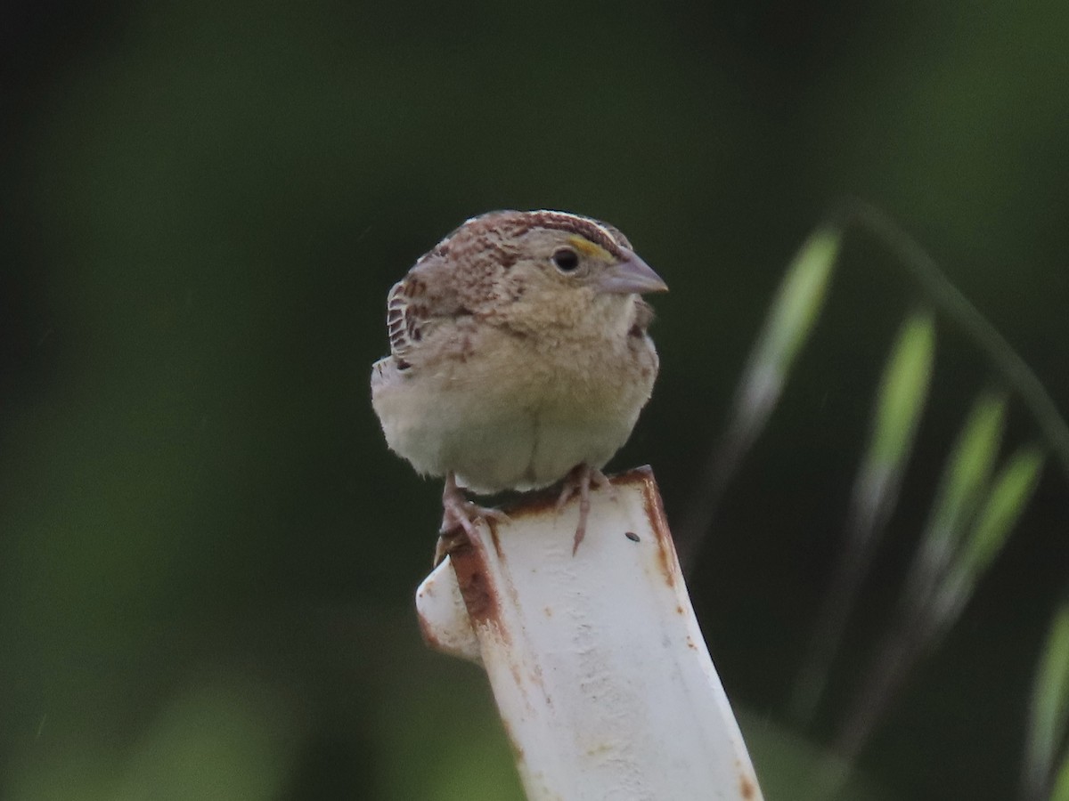 Grasshopper Sparrow - Alane Gray