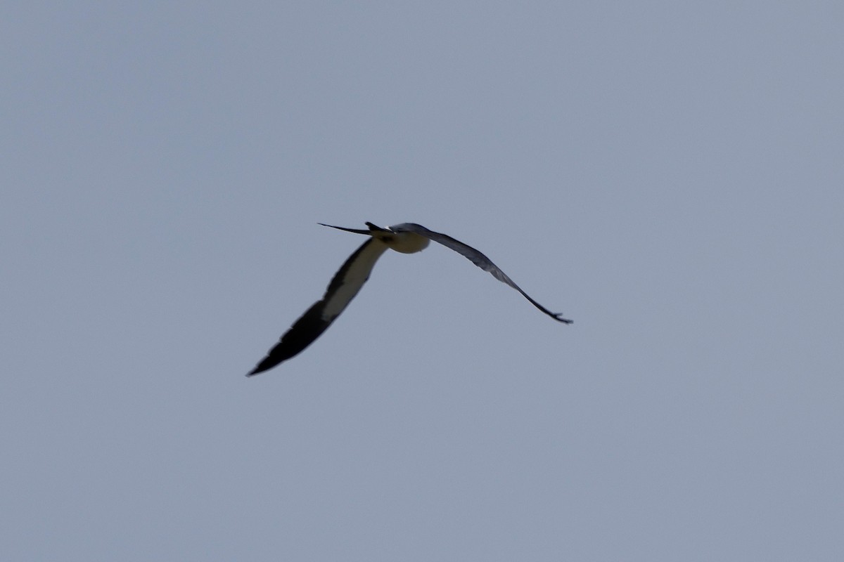 Swallow-tailed Kite - ML619537967