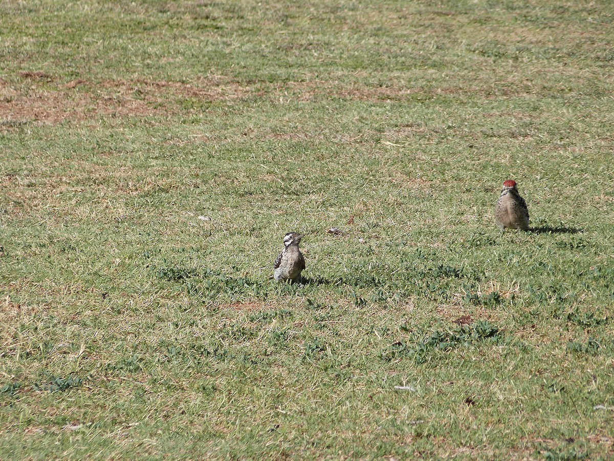 Ladder-backed Woodpecker - ML619537968