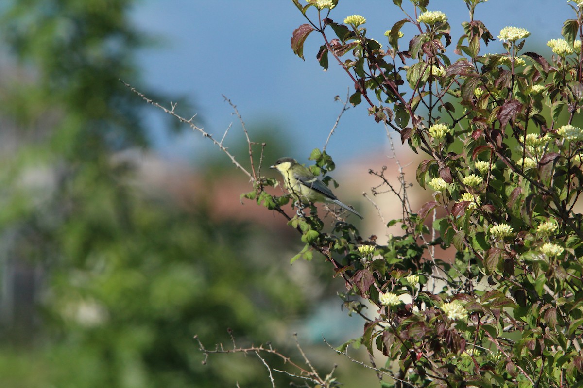 Great Tit - Ibon Pérez Sánchez