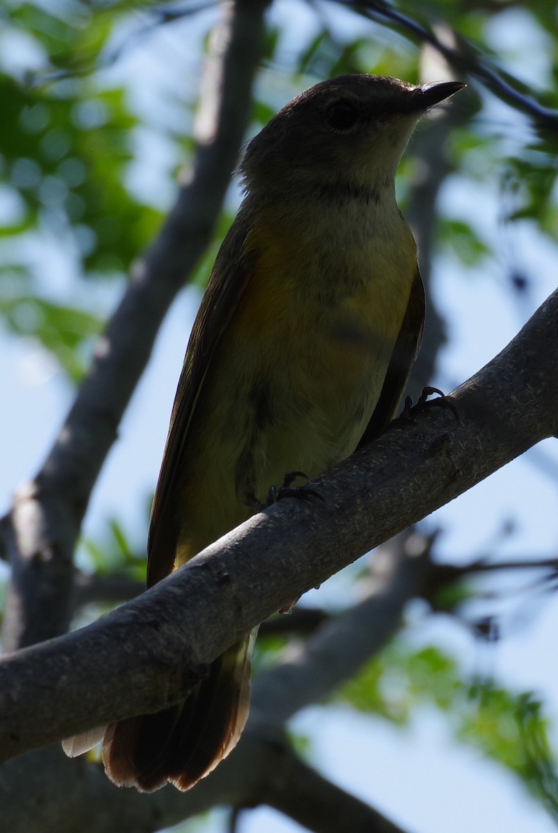 American Redstart - h rudy sawyer