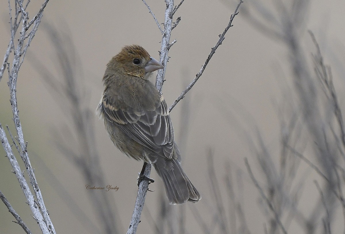 Blue Grosbeak - ML619537974