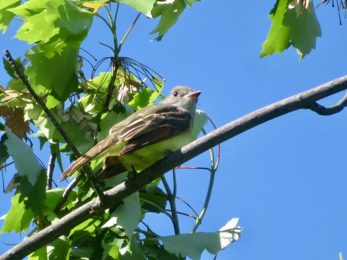 Great Crested Flycatcher - ML619537976