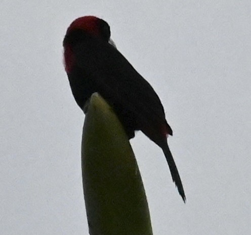 Crimson-collared Tanager - Nancy Blaze