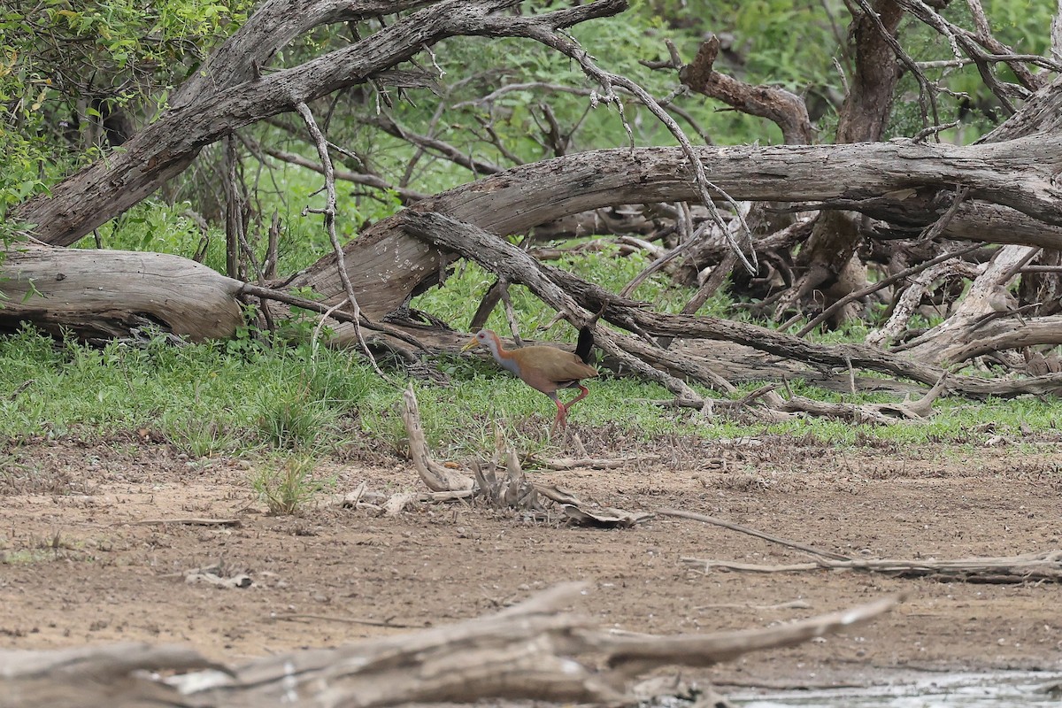 Giant Wood-Rail - Hubert Stelmach