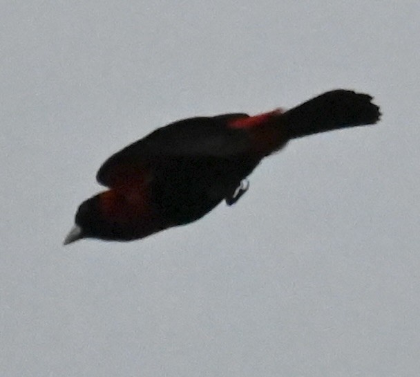 Crimson-collared Tanager - ML619537983