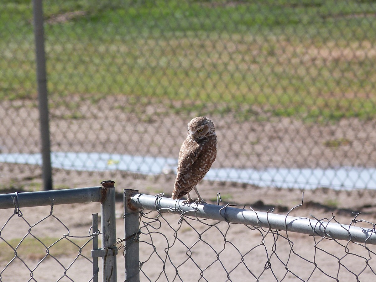 Burrowing Owl - John  Kiseda