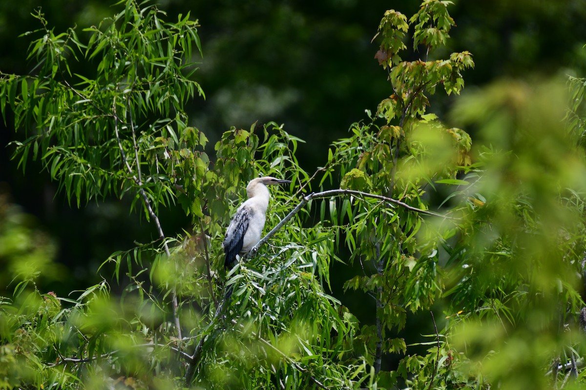 Anhinga - John Becker