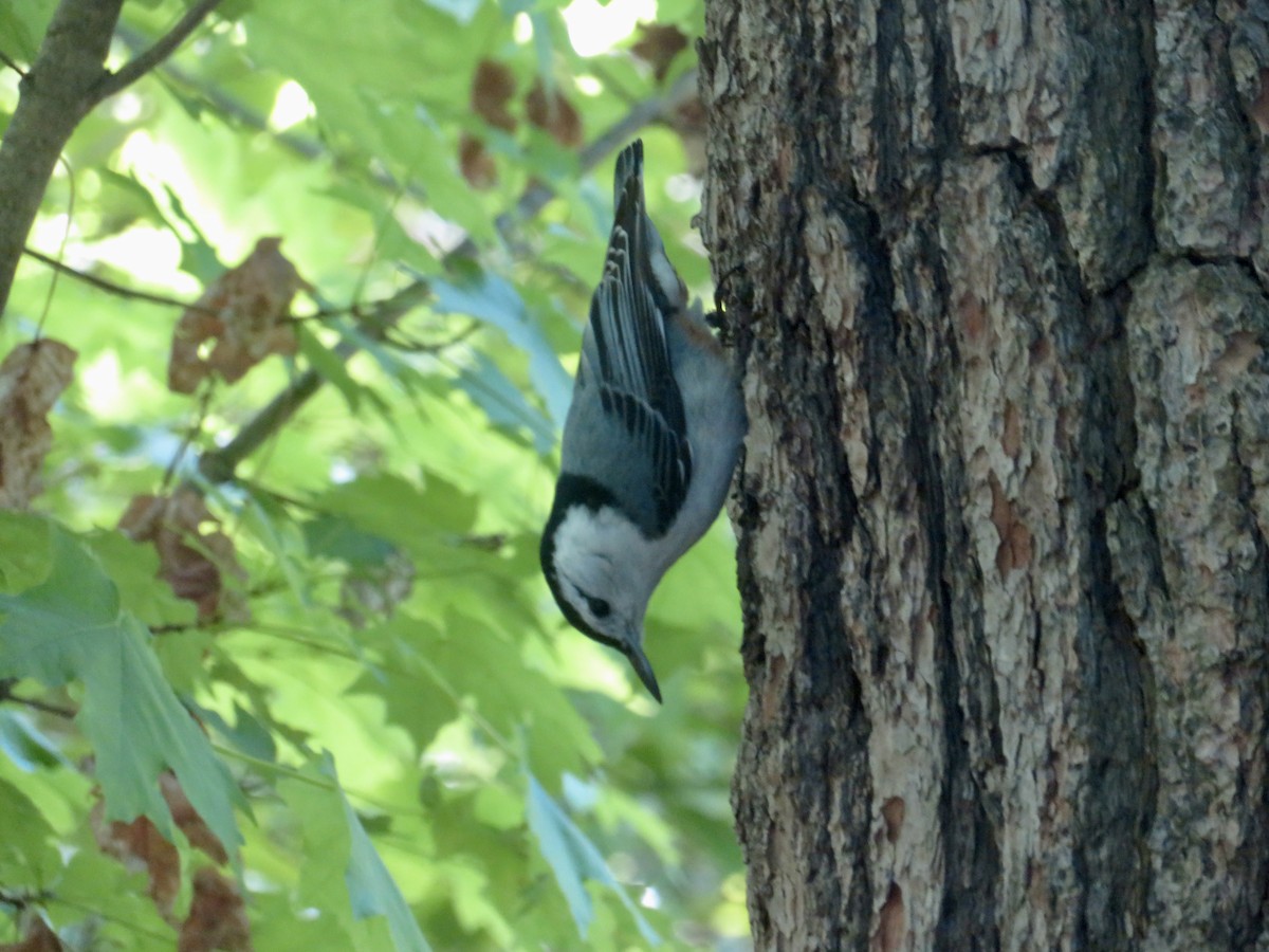 White-breasted Nuthatch - Christine Cote