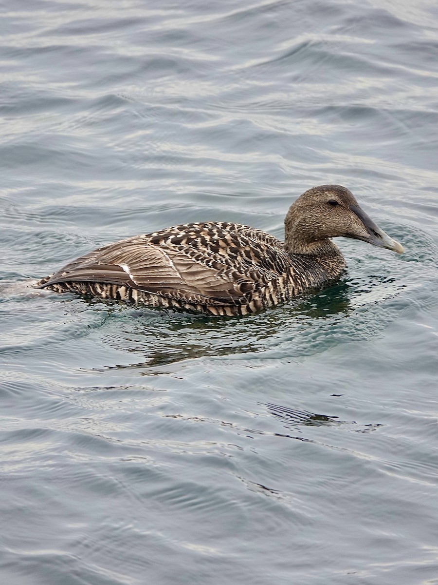 Common Eider - Howie Nielsen