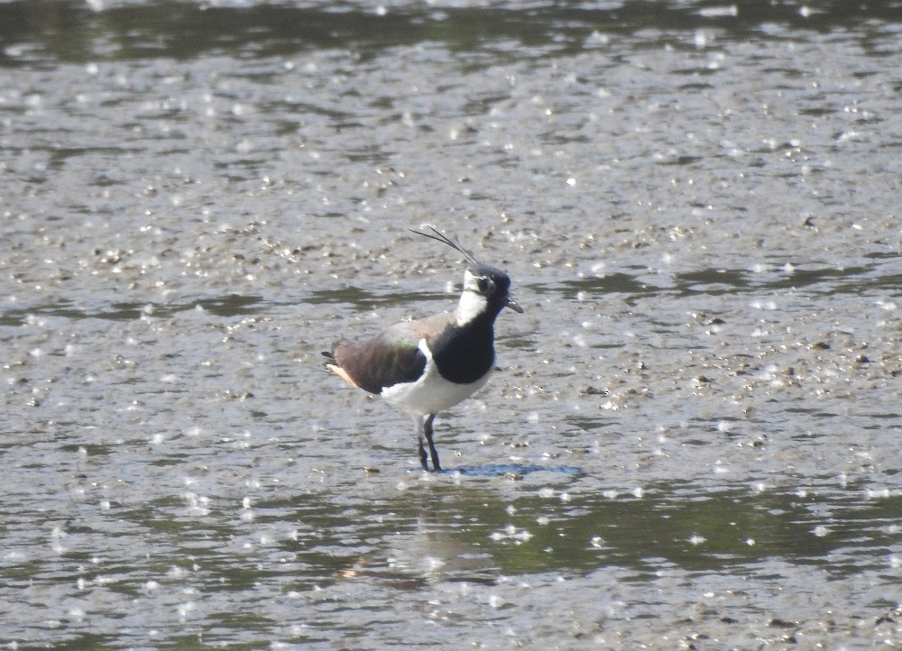 Northern Lapwing - ML619537993