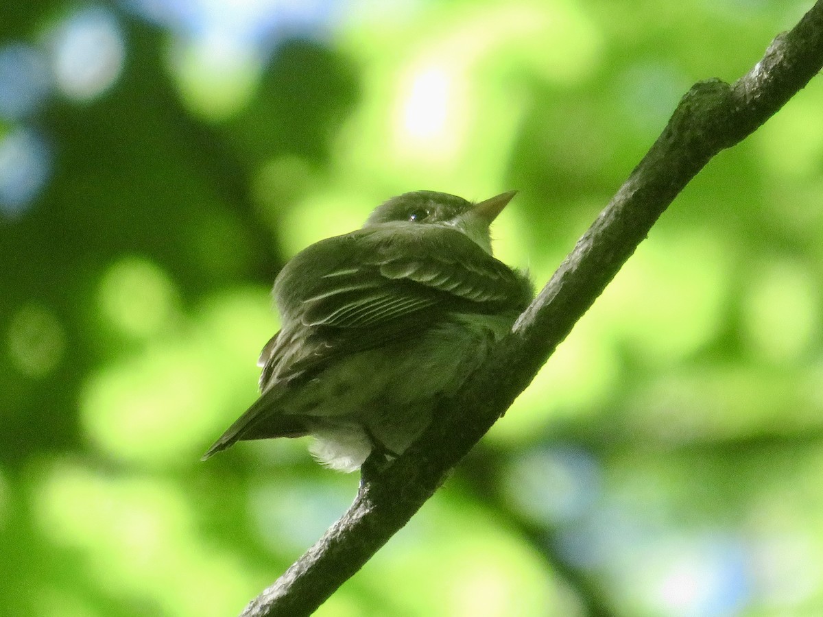 Eastern Wood-Pewee - Christine Cote