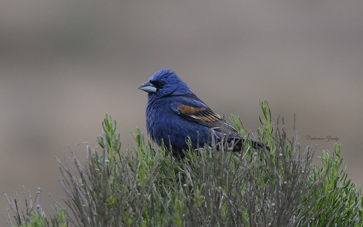 Blue Grosbeak - Catherine Zinsky